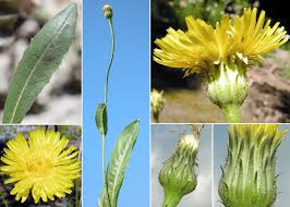 Attēlu rezultāti vaicājumam “Hypochaeris maculata”