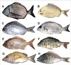 Image result for Diplodus capensis