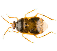 Attēlu rezultāti vaicājumam “Deraeocoris ruber imago”