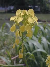 Attēlu rezultāti vaicājumam “Sinapis arvensis flower”