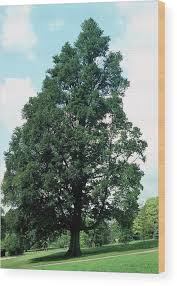 Attēlu rezultāti vaicājumam “Ulmus minor”