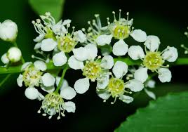 Attēlu rezultāti vaicājumam “Padus avium leaf”