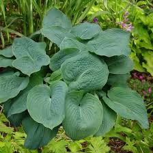 Image result for Hosta sieboldiana 'Elegans'
