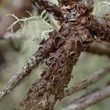 Attēlu rezultāti vaicājumam “Melanospora lagenaria”