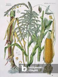 Attēlu rezultāti vaicājumam “Zea mays”