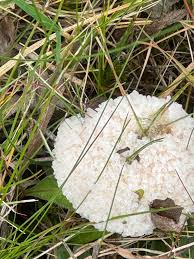 Attēlu rezultāti vaicājumam “Didymium spongiosum var. dictyospora”