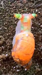 Attēlu rezultāti vaicājumam “Leucochloridium paradoxum larva”