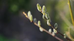 Attēlu rezultāti vaicājumam “Salix aurita bud”
