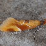 Attēlu rezultāti vaicājumam “Epicallima formosella”