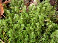 Attēlu rezultāti vaicājumam “Rhytidiadelphus triquetrus”