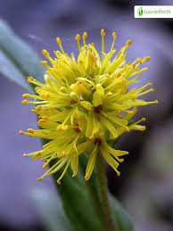 Attēlu rezultāti vaicājumam “Lysimachia thyrsiflora leaf”