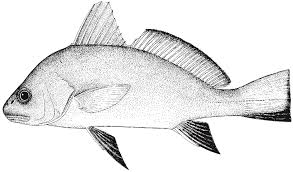 Image result for Sciaena umbra