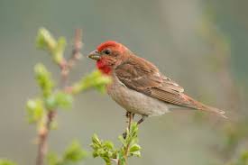Attēlu rezultāti vaicājumam “Carpodacus erythrinus”