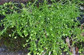 Attēlu rezultāti vaicājumam “Sagina procumbens leaf”