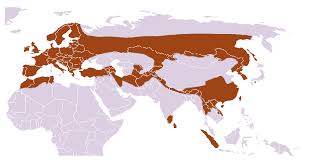 Attēlu rezultāti vaicājumam “Lutra lutra”