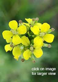 Attēlu rezultāti vaicājumam “Erysimum hieracifolium”