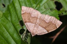 Attēlu rezultāti vaicājumam “Plagodis pulveraria”