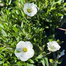Attēlu rezultāti vaicājumam “Arenaria procera flower”