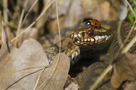 Attēlu rezultāti vaicājumam “Vipera berus”