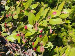 Attēlu rezultāti vaicājumam “Exobasidiales”