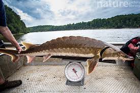 Image result for Acipenser oxyrinchus