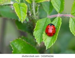 Attēlu rezultāti vaicājumam “Coccinella septempunctata imago”