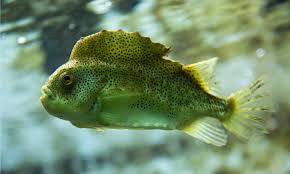 Image result for Cyclopterus lumpus