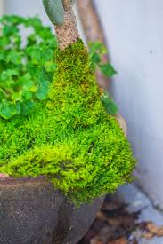 Attēlu rezultāti vaicājumam “Hypnum”