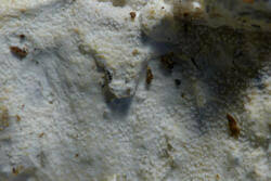 Attēlu rezultāti vaicājumam “Porotheleum fimbriatum”