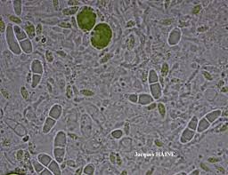 Attēlu rezultāti vaicājumam “Fellhanera subtilis”