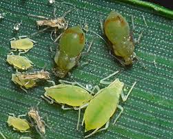 Attēlu rezultāti vaicājumam “Eriophyes padi”
