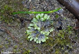 Attēlu rezultāti vaicājumam “Riccia bifurca”