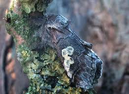 Attēlu rezultāti vaicājumam “Diloba caeruleocephala”