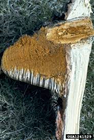 Attēlu rezultāti vaicājumam “Enteridium corticatum”