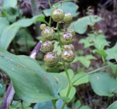 Attēlu rezultāti vaicājumam “Maianthemum bifolium fruit”
