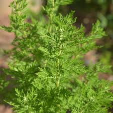 Image result for Artemisia annua