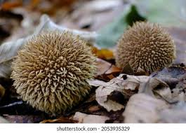 Attēlu rezultāti vaicājumam “Lycoperdon echinatum”