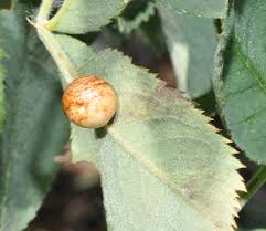 Attēlu rezultāti vaicājumam “Diplolepis eglanteriae”