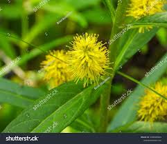 Attēlu rezultāti vaicājumam “Lysimachia thyrsiflora flower”