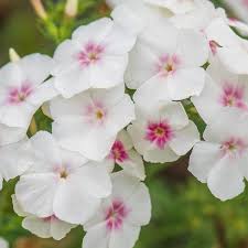 Image result for Phlox drummondii