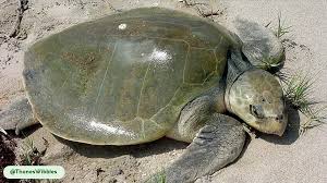 Image result for Lepidochelys kempii