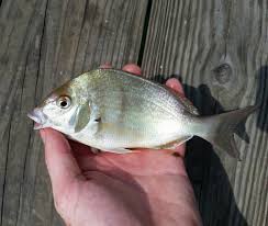 Image result for Stenotomus chrysops