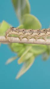 Attēlu rezultāti vaicājumam “Thyatira batis larva”