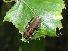 Attēlu rezultāti vaicājumam “Criocephalus rusticus”