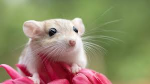 Image result for Gerbil