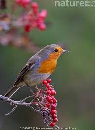 Attēlu rezultāti vaicājumam “Erithacus rubecula”