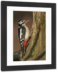 Attēlu rezultāti vaicājumam “Dendrocopos major female”