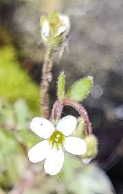Attēlu rezultāti vaicājumam “Saxifraga tridactylites fruit”