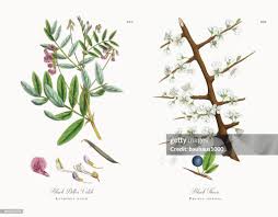 Attēlu rezultāti vaicājumam “Lathyrus niger”