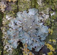 Attēlu rezultāti vaicājumam “Pleurosticta acetabulum”